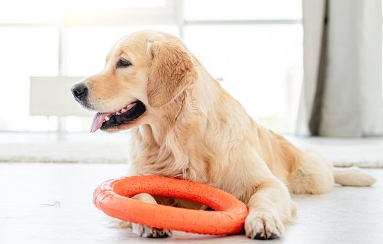 Golden retriever playing with ring toy on floor in bright room