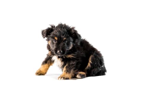 Cute german shepherd puppy isolated on white background