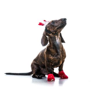 Dachshund in Santa costume on a white background