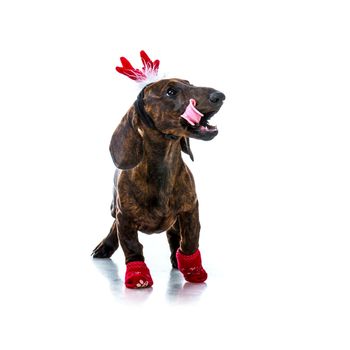 Dachshund in Santa costume on a white background isolated