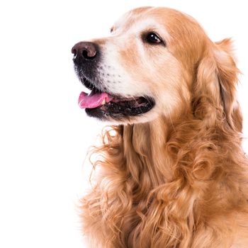 purebred golden retriever dog close-up sitting on isolated white background