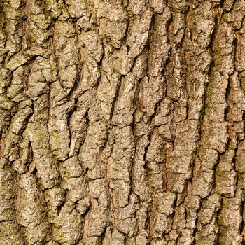 Texture from bark of a tree, vertical natural texture from bark of a young tree. new