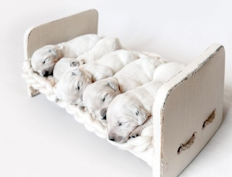 Side view of five cute newborn golden retriever puppies sleeping in the small wooden bed with woolen blanket on the light background