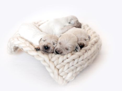 Cute newborn golden retriever puppies sleeping on woolen knitted blanket on the light background