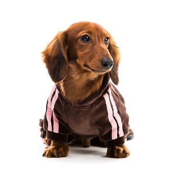 brown short hair puppy dachshund on white