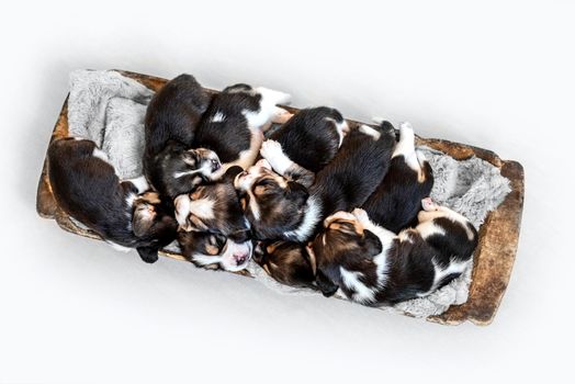 seven of little sleeping beagle puppies, laying in the old trough