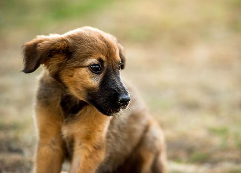 mongrel puppy sitting on grass in a summer day