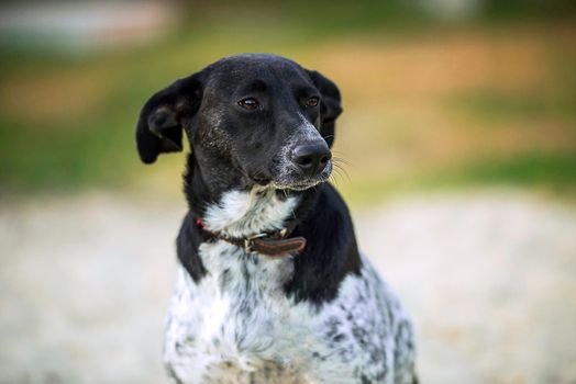 portrait of a mongrel dog close-up