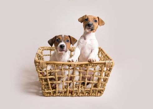 Two white cute jack russell terrier puppies in busket on light background