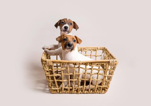 Two white cute jack russell terrier puppies in busket on light background