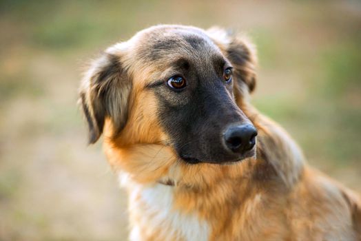 portrait of a mongrel dog close-up