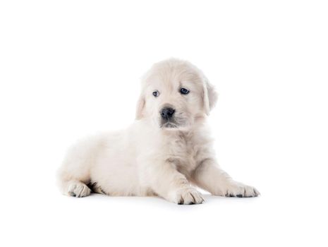 Cute little golden retriever puppy lying isolated on white background