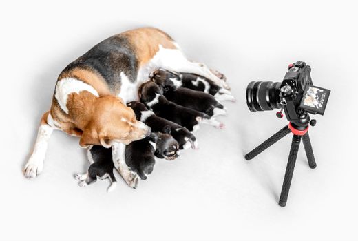 Camera shoots Careful mother beagle feeding cute little pups, isolated on white background