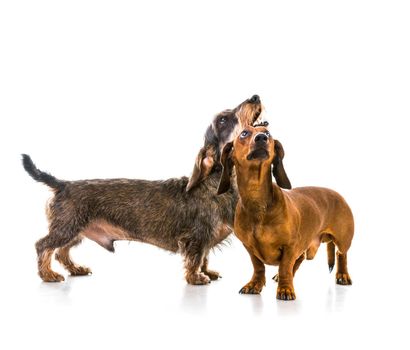 two dachshund dogs on white background