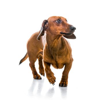 brown short hair dachshund dog on white
