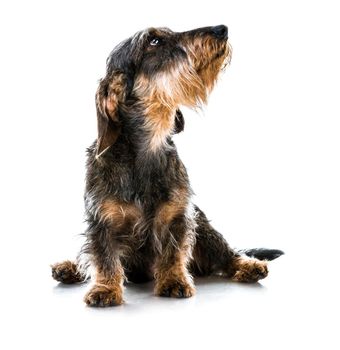 brown short hair dachshund dog on white