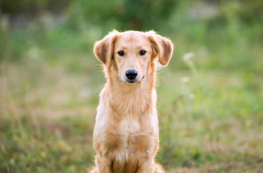 non-pedigree dog on the grass in a summer day