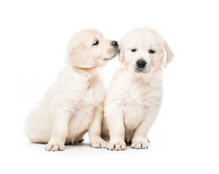 Cute two golden retriever puppies together isolated on white background