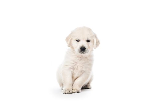 Cute little golden retriever puppy sitting isolated on white background