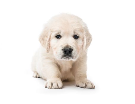 Cute little golden retriever puppy sitting isolated on white background