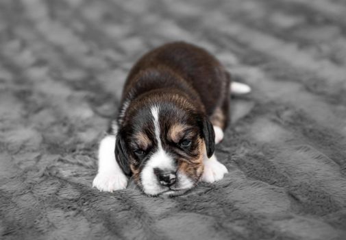 Cute newborn beagle puppy sleeping on grey veil, close-up