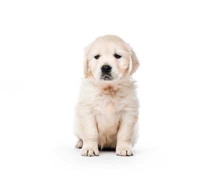 Cute little golden retriever puppy sitting isolated on white background