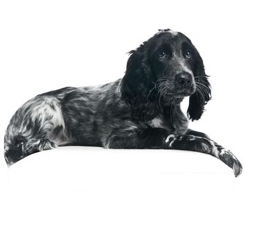 Cocker Spaniel puppy dog over white background