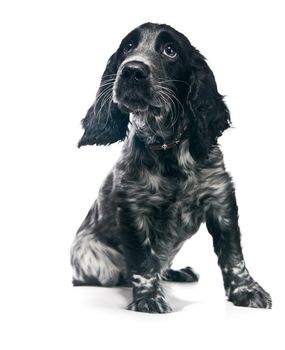 Cocker Spaniel puppy dog on a white background