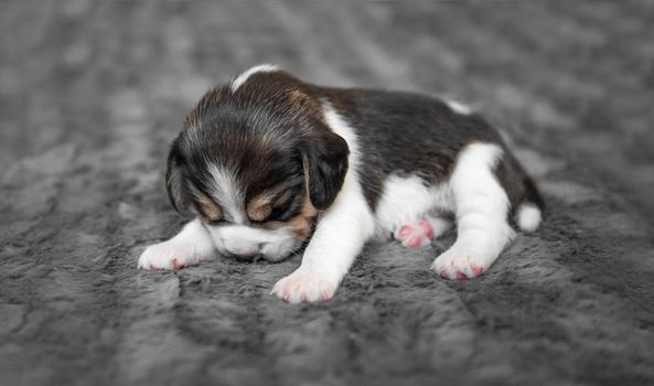 Cute newborn beagle puppy sleeping on grey veil, close-up