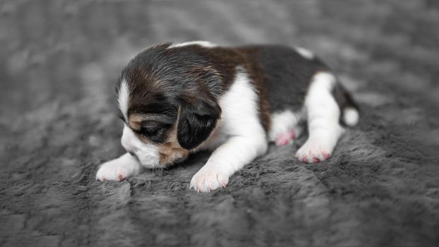 Cute newborn beagle puppy sleeping on grey veil, close-up