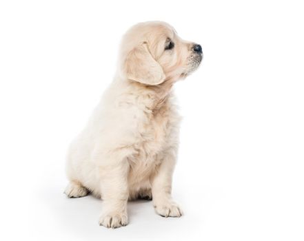 Cute little golden retriever puppy sitting isolated on white background