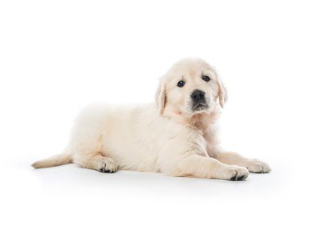 Cute little golden retriever puppy sitting isolated on white background