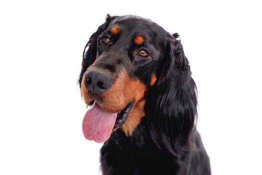 Muzzle of scottish setter dog with tongue out isolated on white background. Doggy portrait