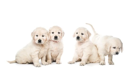 Four cute golden retriever puppies sitting together isolated on white background