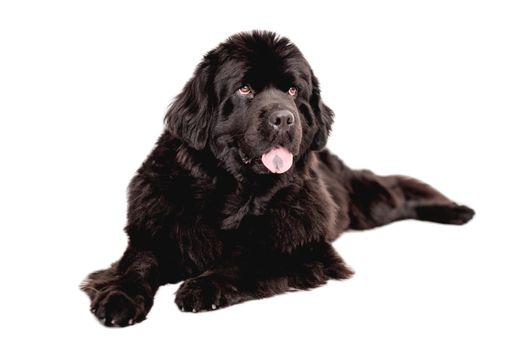 Young beautiful newfoundland dog lies isolated on white background