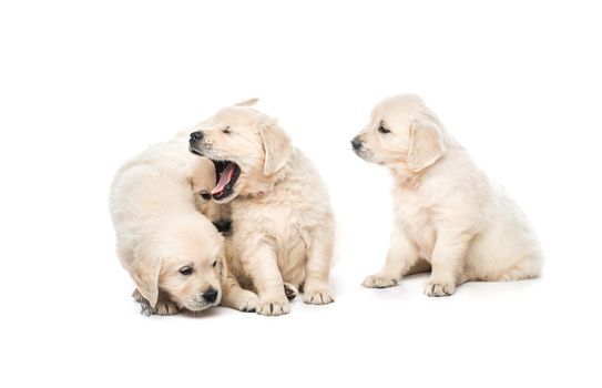 Emotional behaviour of golden retriever puppies sitting isolated on white background