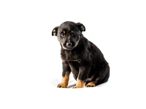 Cute german shepherd puppy isolated on white background