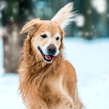 Young golden retriever walk at the snow in winter park. Close-up