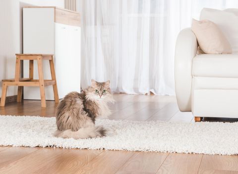 Fluffy cat lying on soft carpet