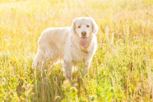 golden retriever walking in a meadow on a sunny day