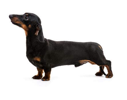 brown short hair puppy dachshund on white