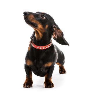 brown short hair puppy dachshund on white