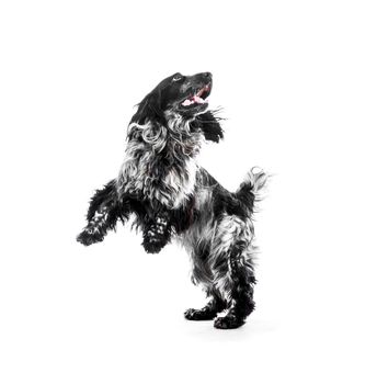 Cocker Spaniel puppy dog jump. Isolated background