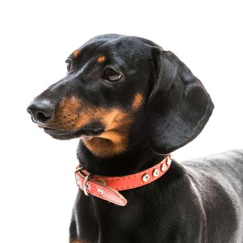 brown short hair puppy dachshund on white