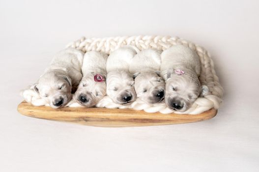 Five cute newborn golden retriever puppies sleeping on the wooden place with woolen blanket on light background