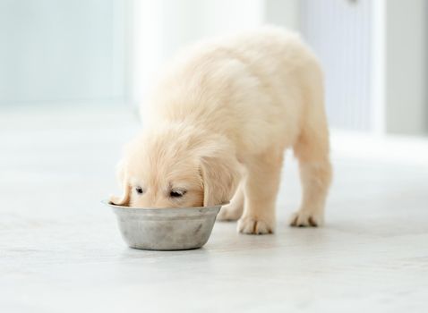 Funny retriever puppy eating from bowl