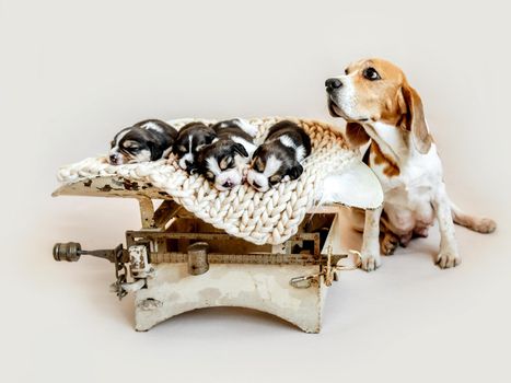Adult beagle dog with its cute puppies on old weights, isolated on white background