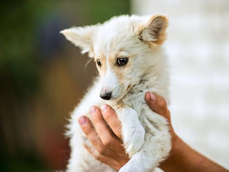 mongrel puppy is sitting on the hands of his owner