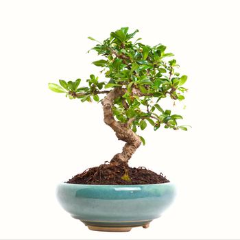 Tree Ligustrum in the ceramic pot on white background