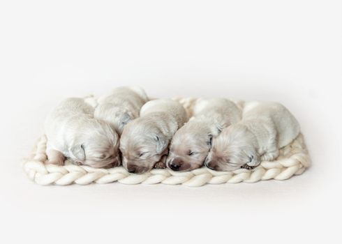Closeup of cute fluffy newborn golden retriever puppies sleeping together on the woolen knitted blanket